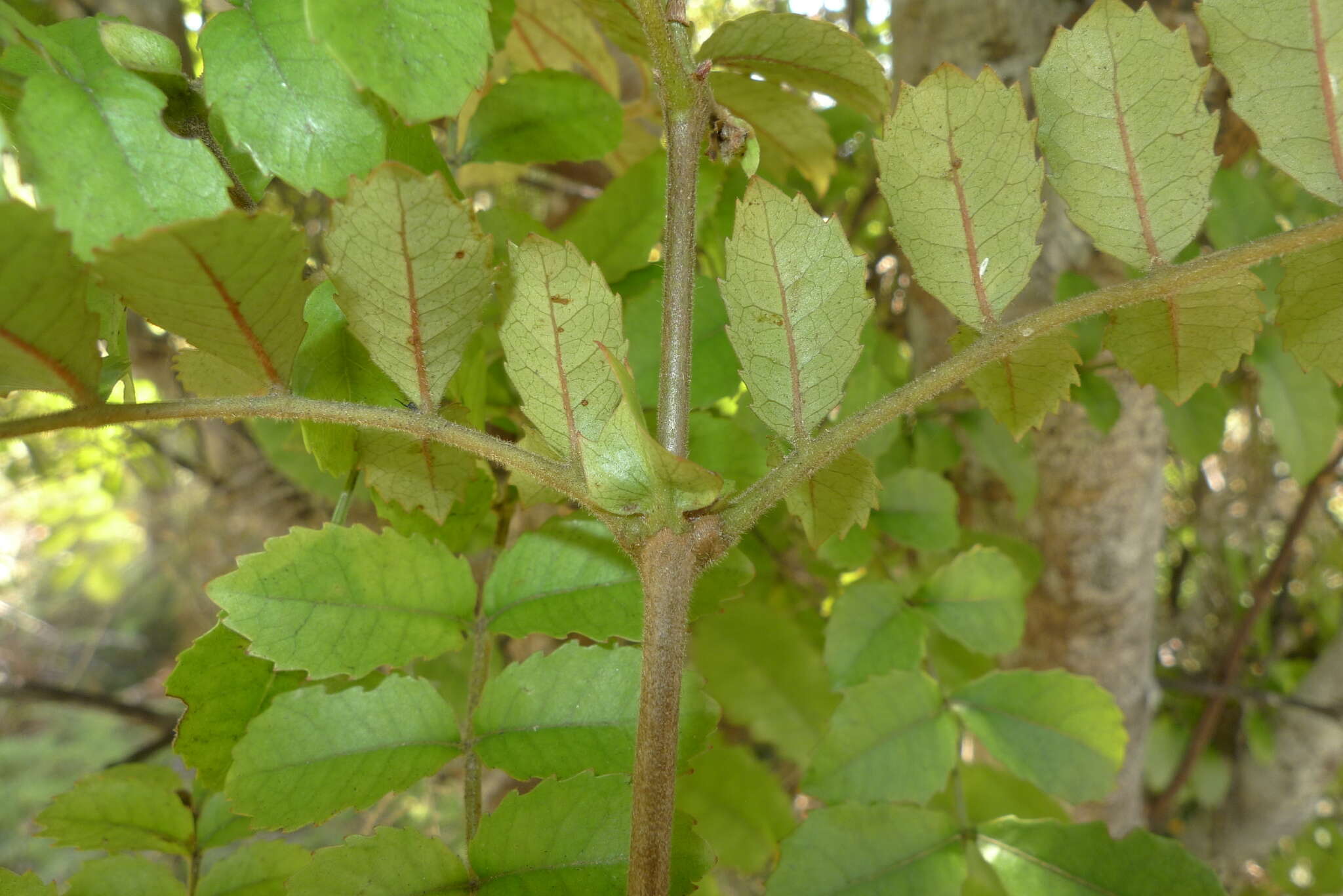 Sivun Pterophylla sylvicola (Sol. ex A. Cunn.) Pillon & H. C. Hopkins kuva