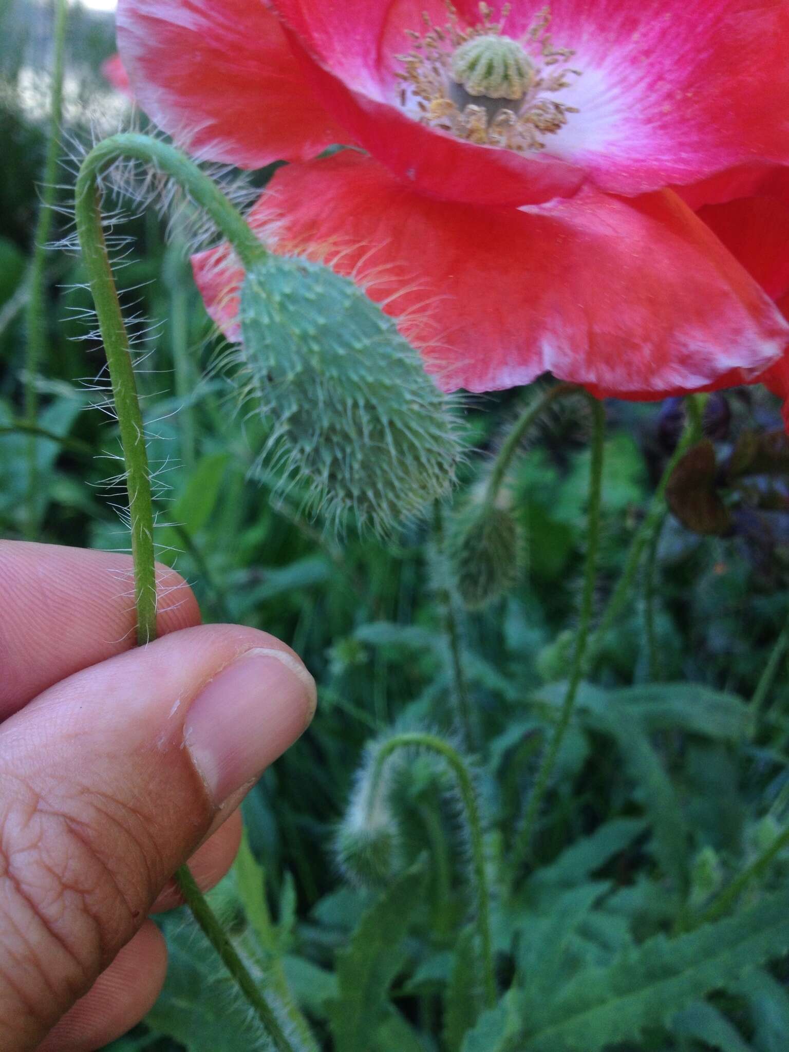 Image of corn poppy