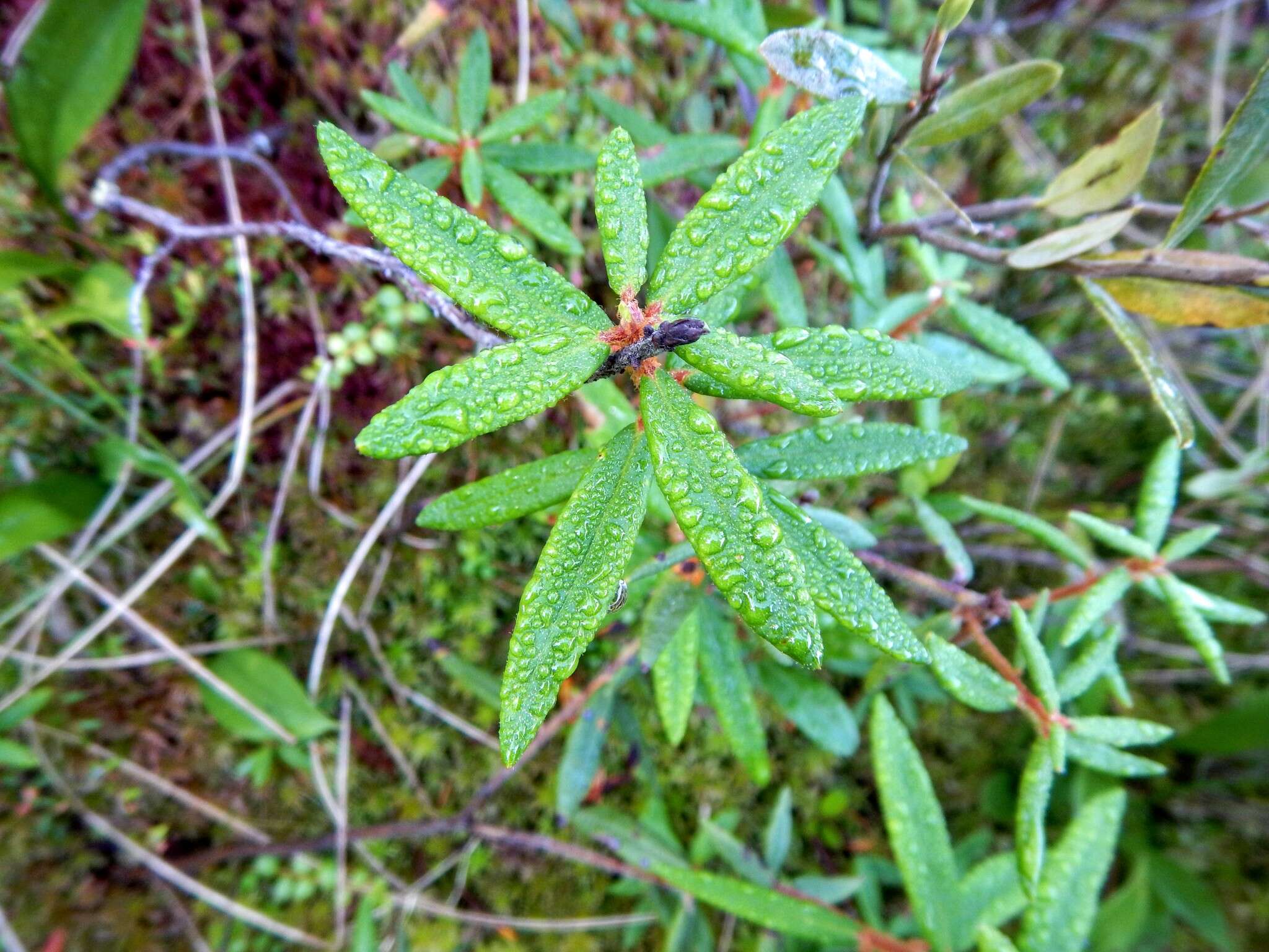 Image of Rusty Labrador-Tea