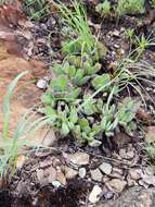 Image of Crassula swaziensis Schönl.