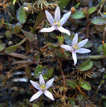 Image of Lobelia fatiscens Heenan