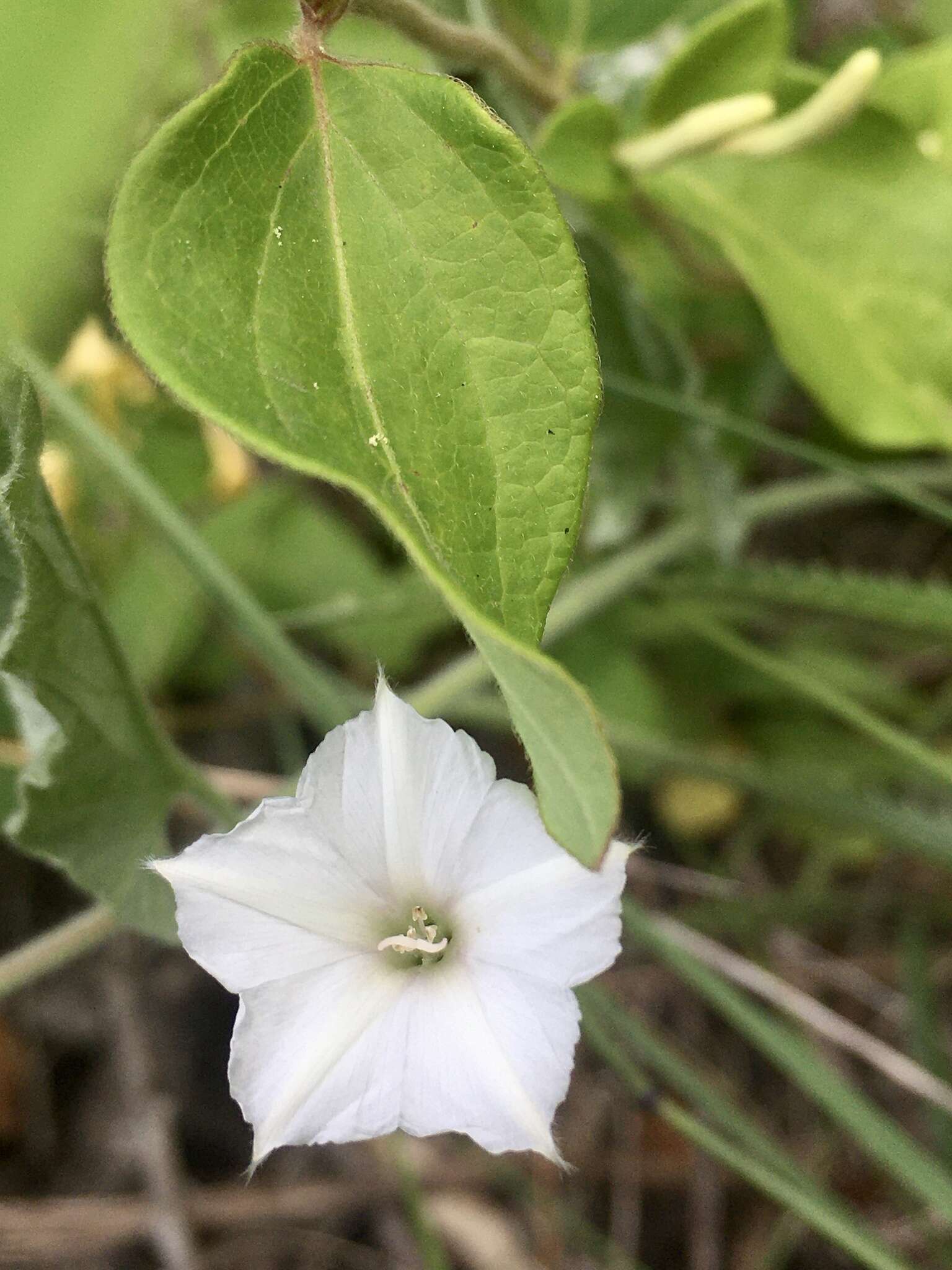 Image of Field bindweed