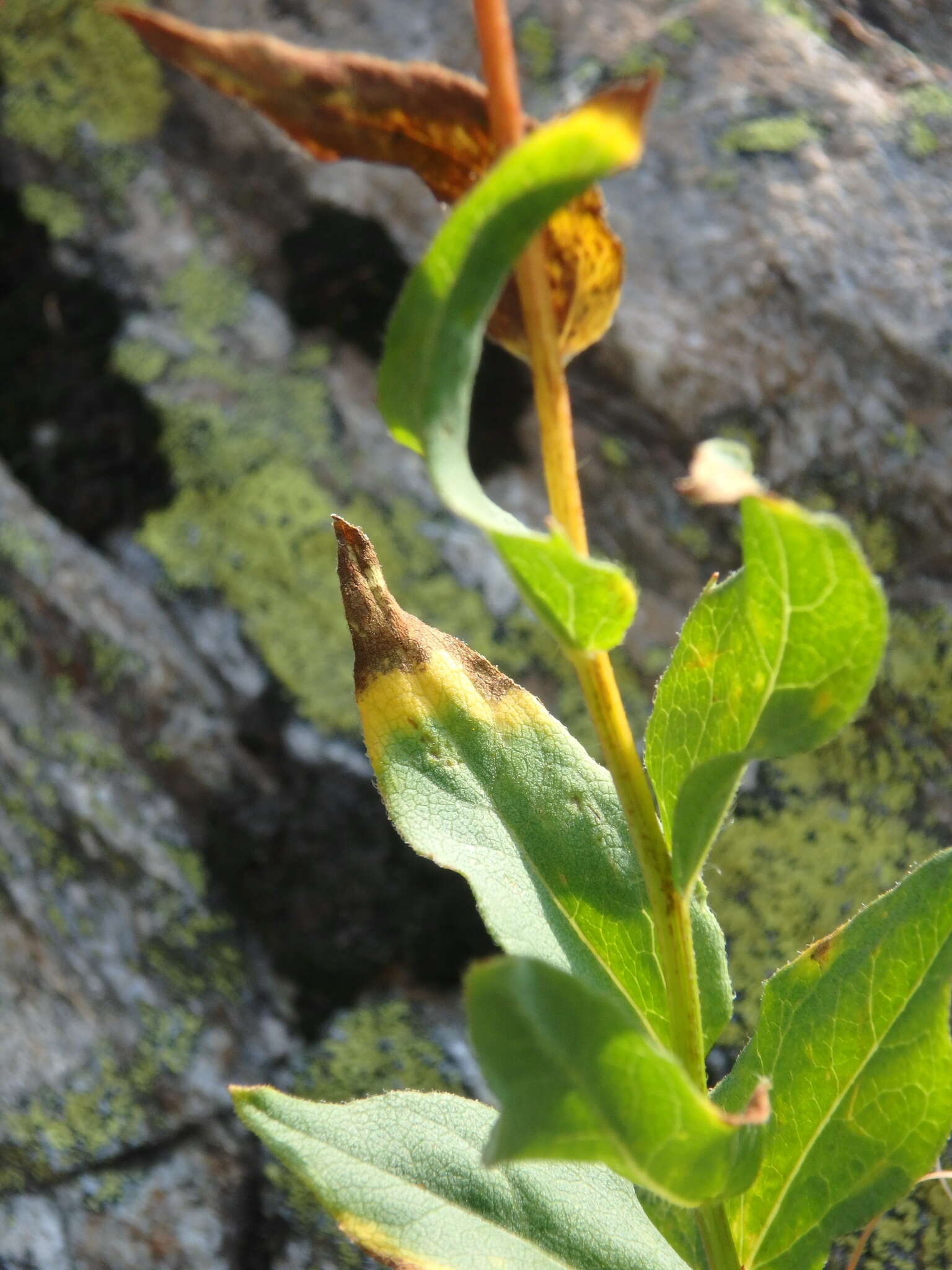 Imagem de Kemulariella caucasica (Willd.) Tamamsch.