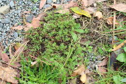 Image of Lamarck's bedstraw