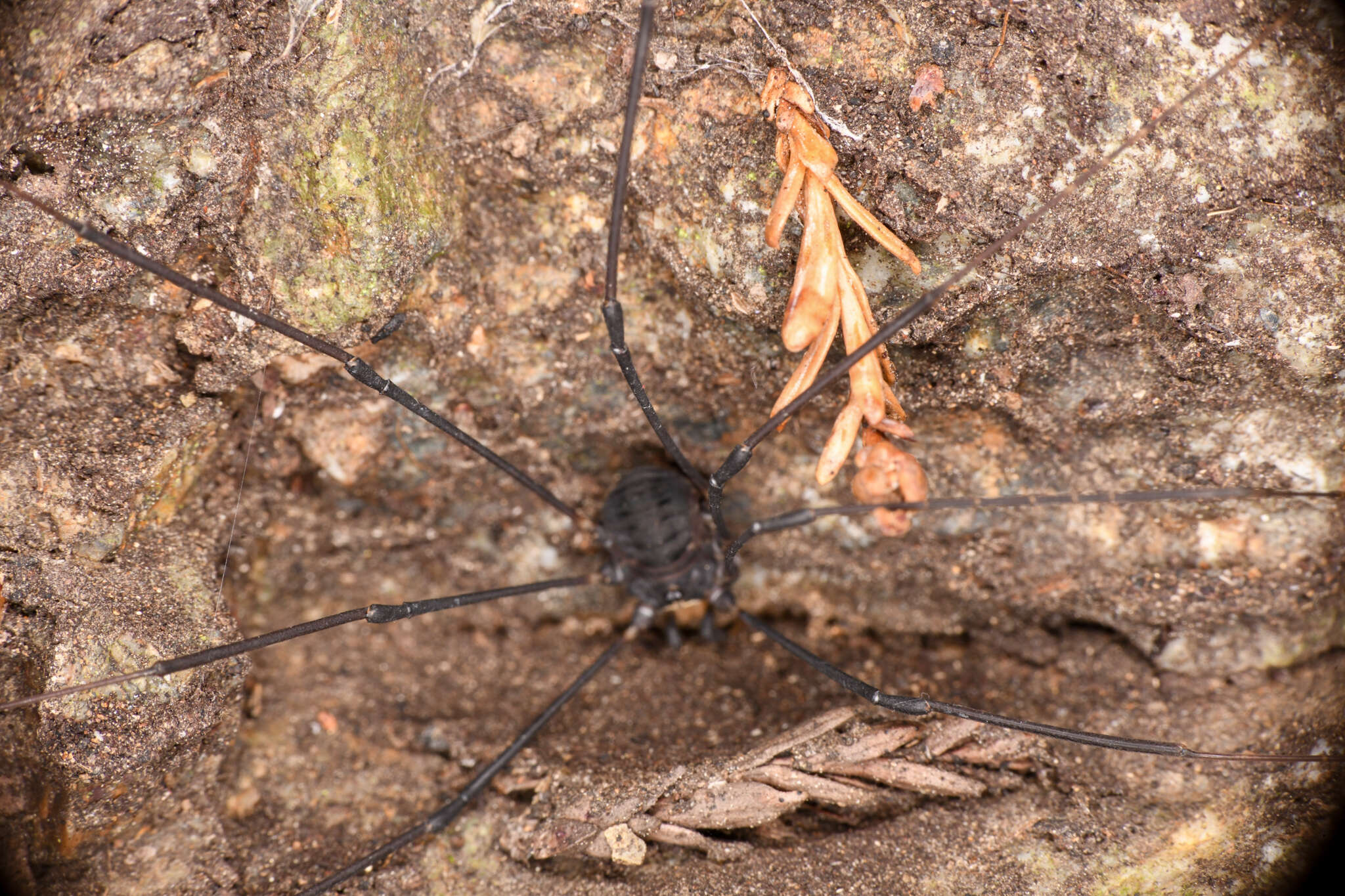 Image of Leiobunum exilipes (Wood 1868)