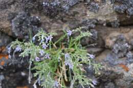 Image of Black Canyon gilia