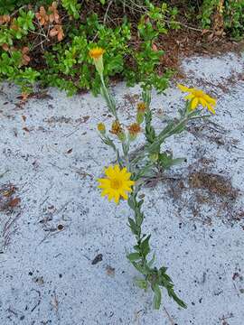 Image of narrowleaf silkgrass