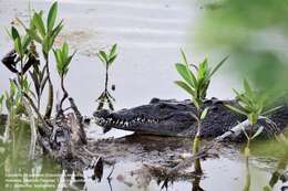 Image of Belize Crocodile