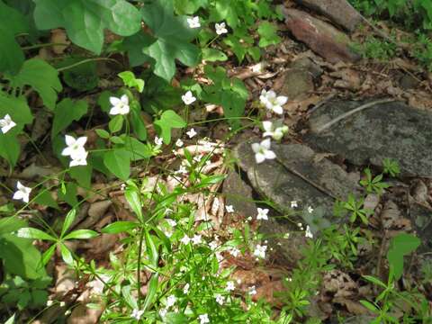 Image de Galium dahuricum Turcz. ex Ledeb.