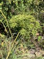 Image de Heteromorpha involucrata Conrath