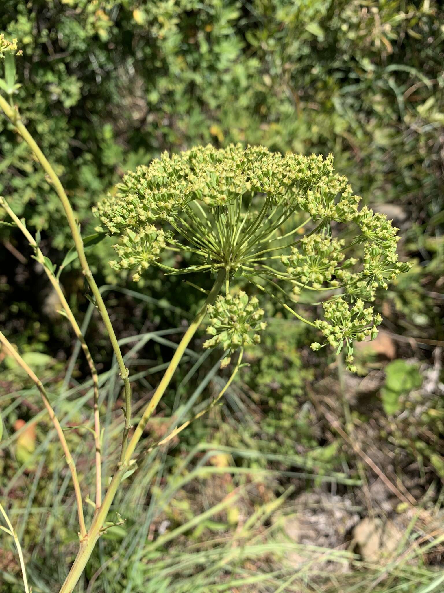 Image de Heteromorpha involucrata Conrath