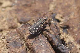 Image de Cicindela (Cicindelidia) sedecimpunctata Klug 1834