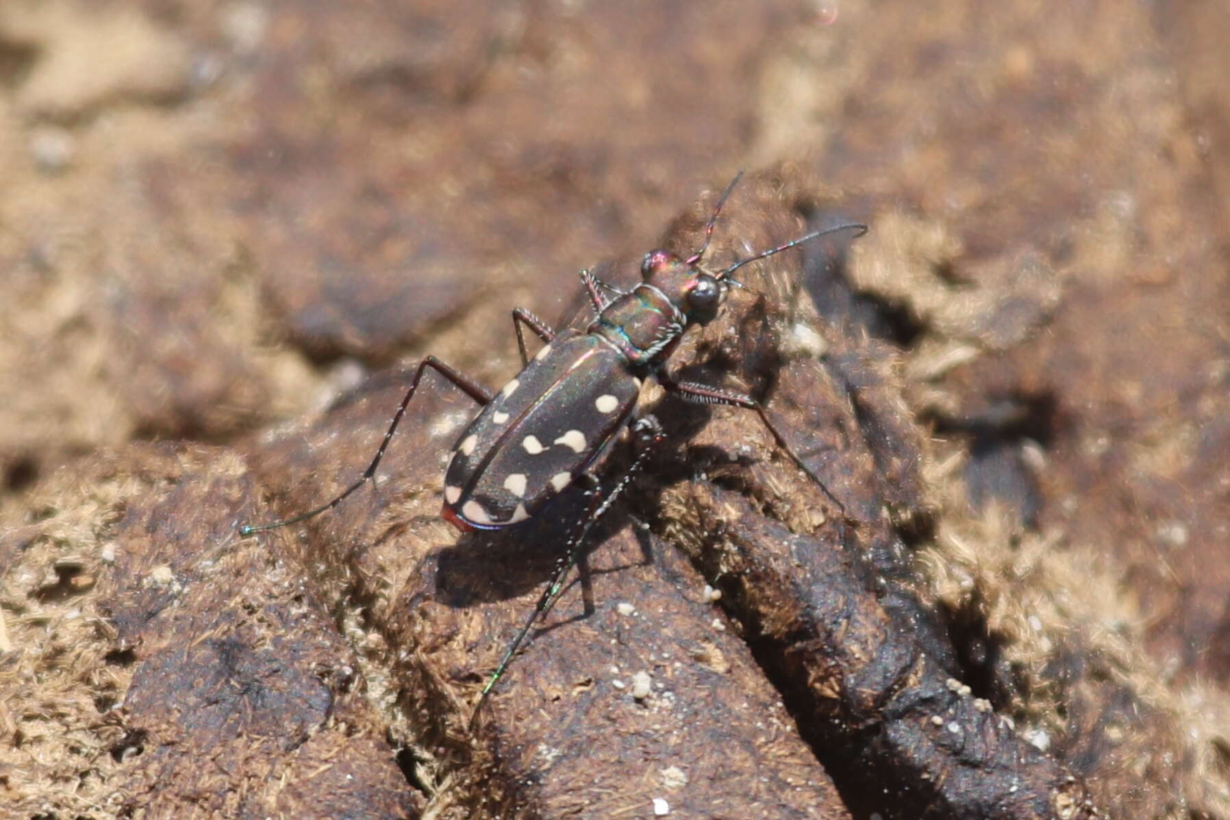 Image de Cicindela (Cicindelidia) sedecimpunctata Klug 1834