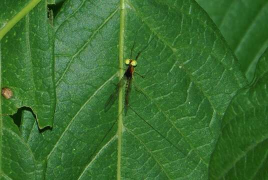 Image of Stenacron Mayfly