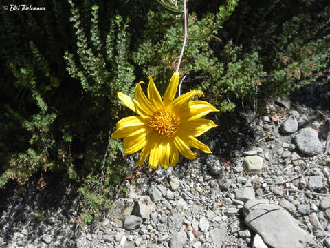 Image of Aldama revoluta (Meyen) E. E. Schill. & Panero