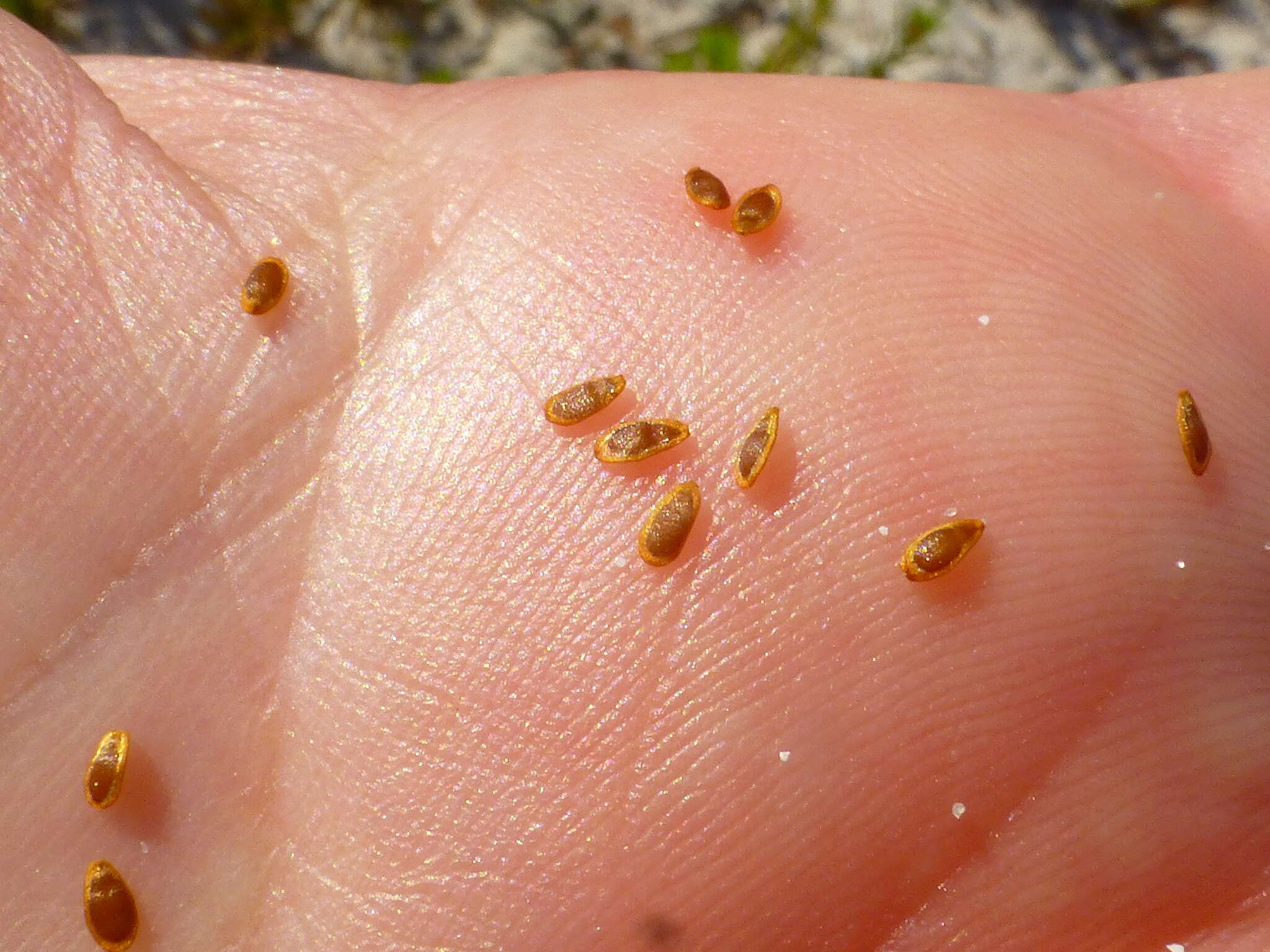 Image of Cotula duckittiae (L. Bolus) K. Bremer & C. J. Humphries