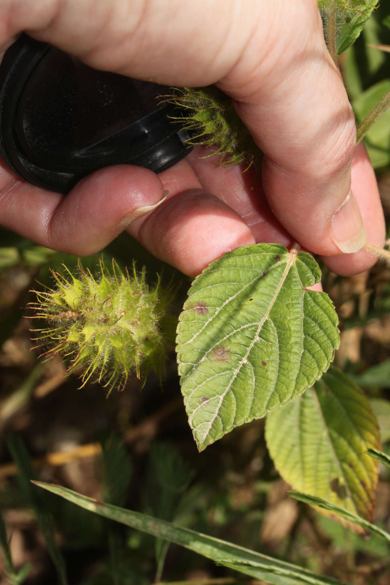 Image de Acalypha aristata Kunth