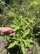 Image of white crownbeard