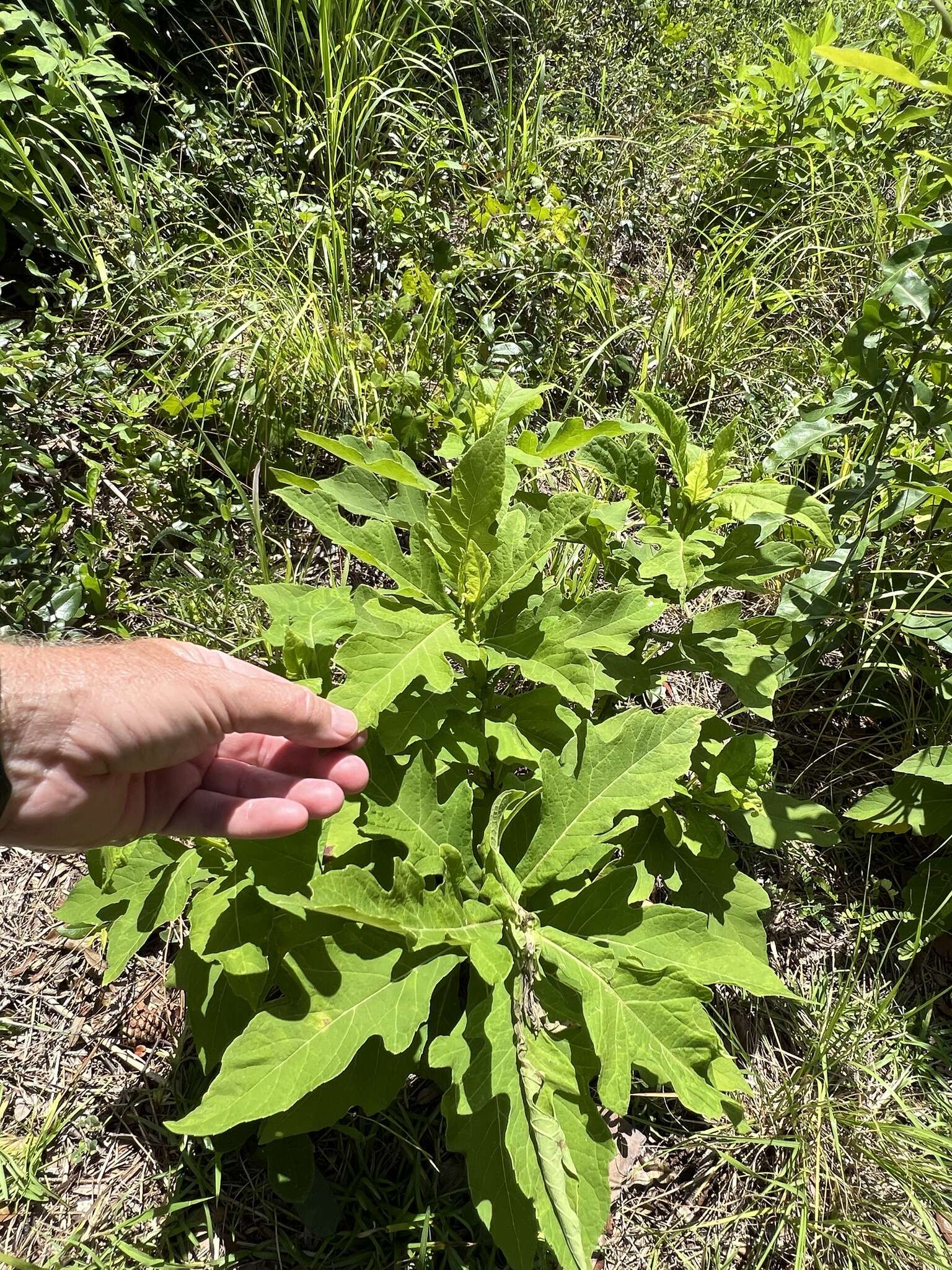 Image of white crownbeard