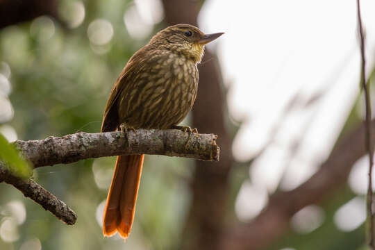 Image of Buff-browed Foliage-gleaner