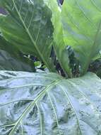 Image of Anthurium cubense Engl.