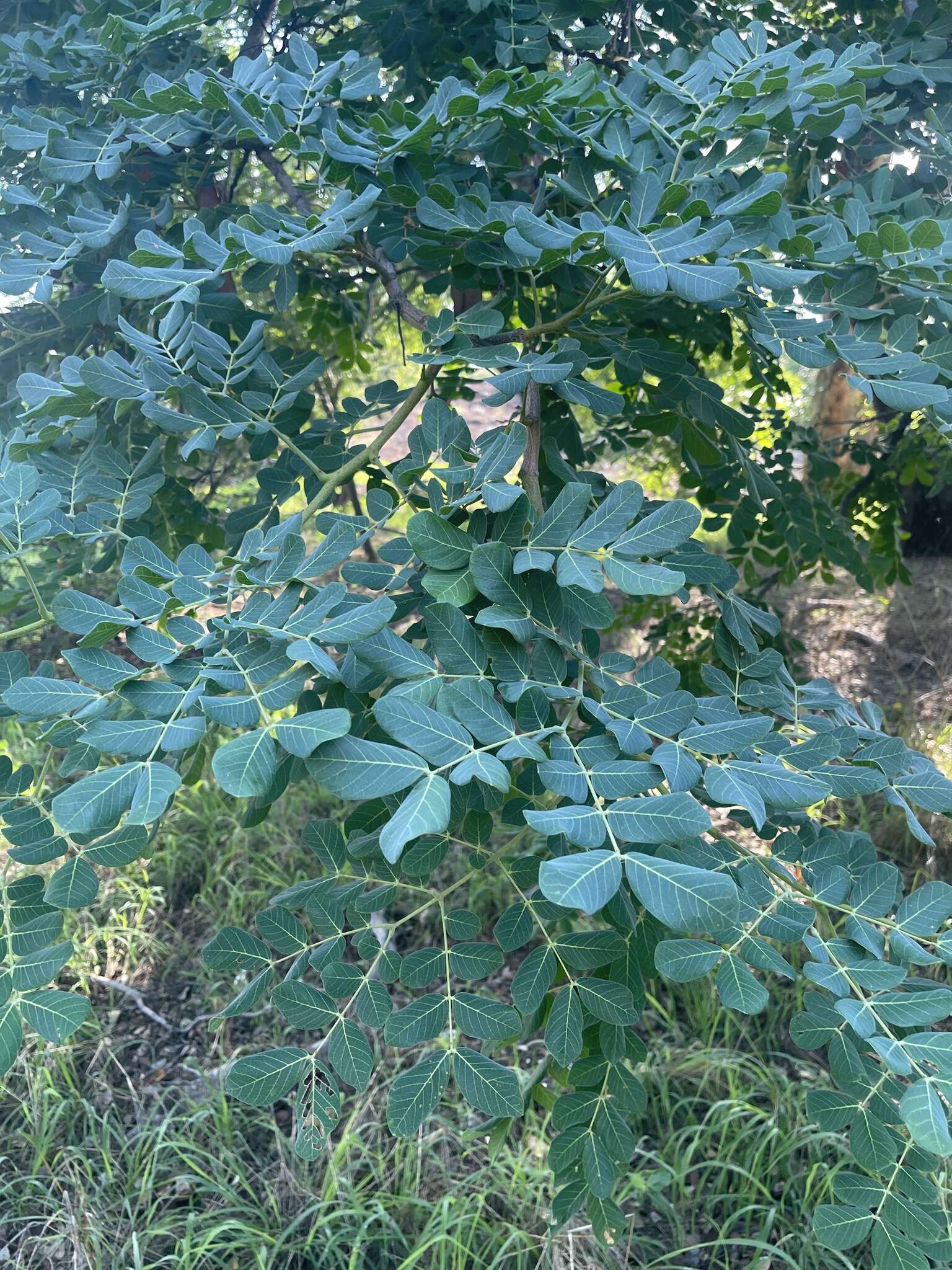 Image of Large-leaved albizia