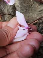 Image of Cyclamen hederifolium subsp. africanum (Boiss. & Reut.) Ietsw.