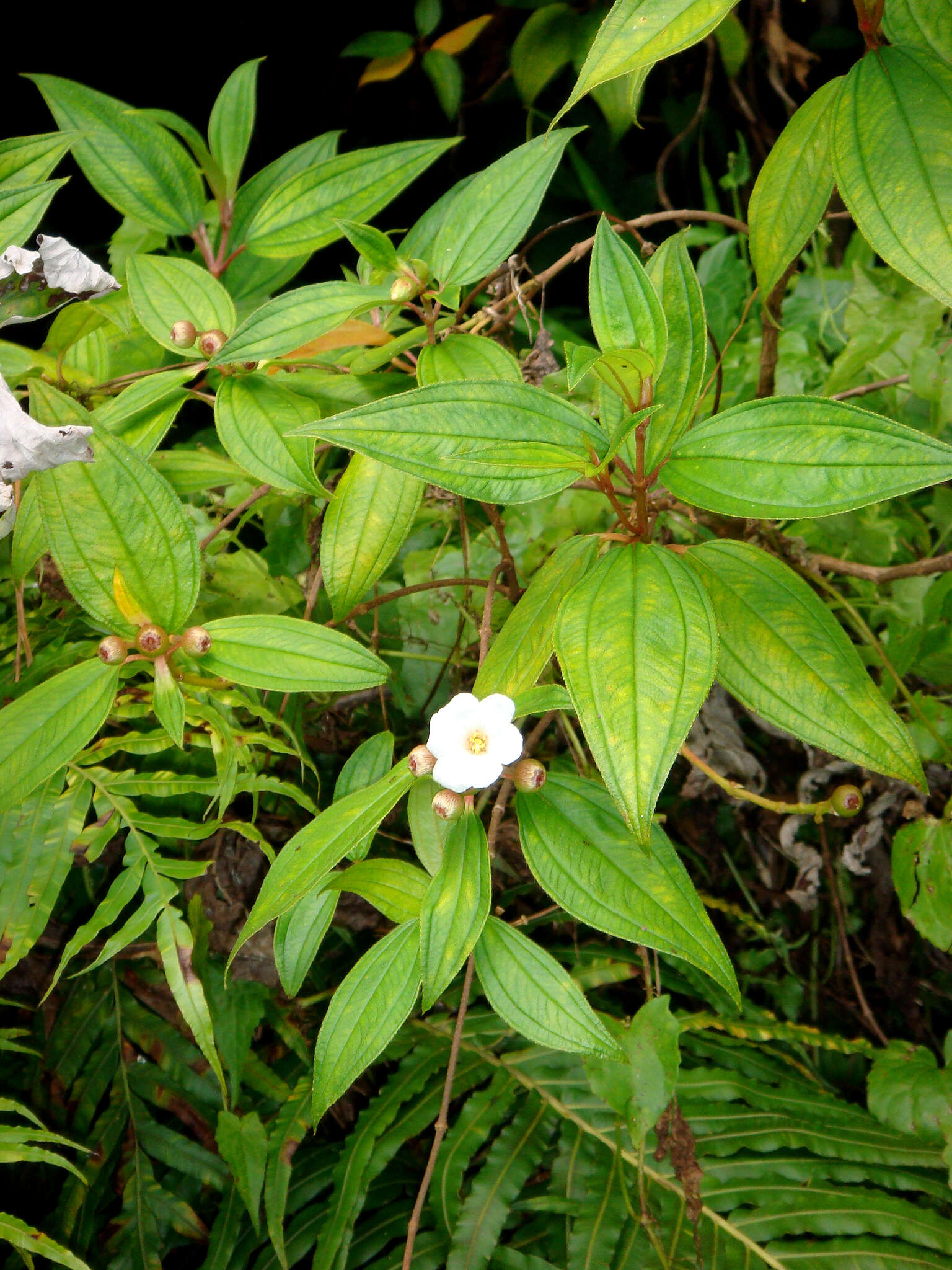 Слика од Melastoma denticulatum Labill.