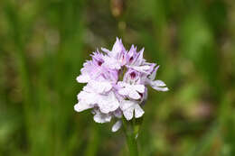 Image de Neotinea tridentata subsp. tridentata