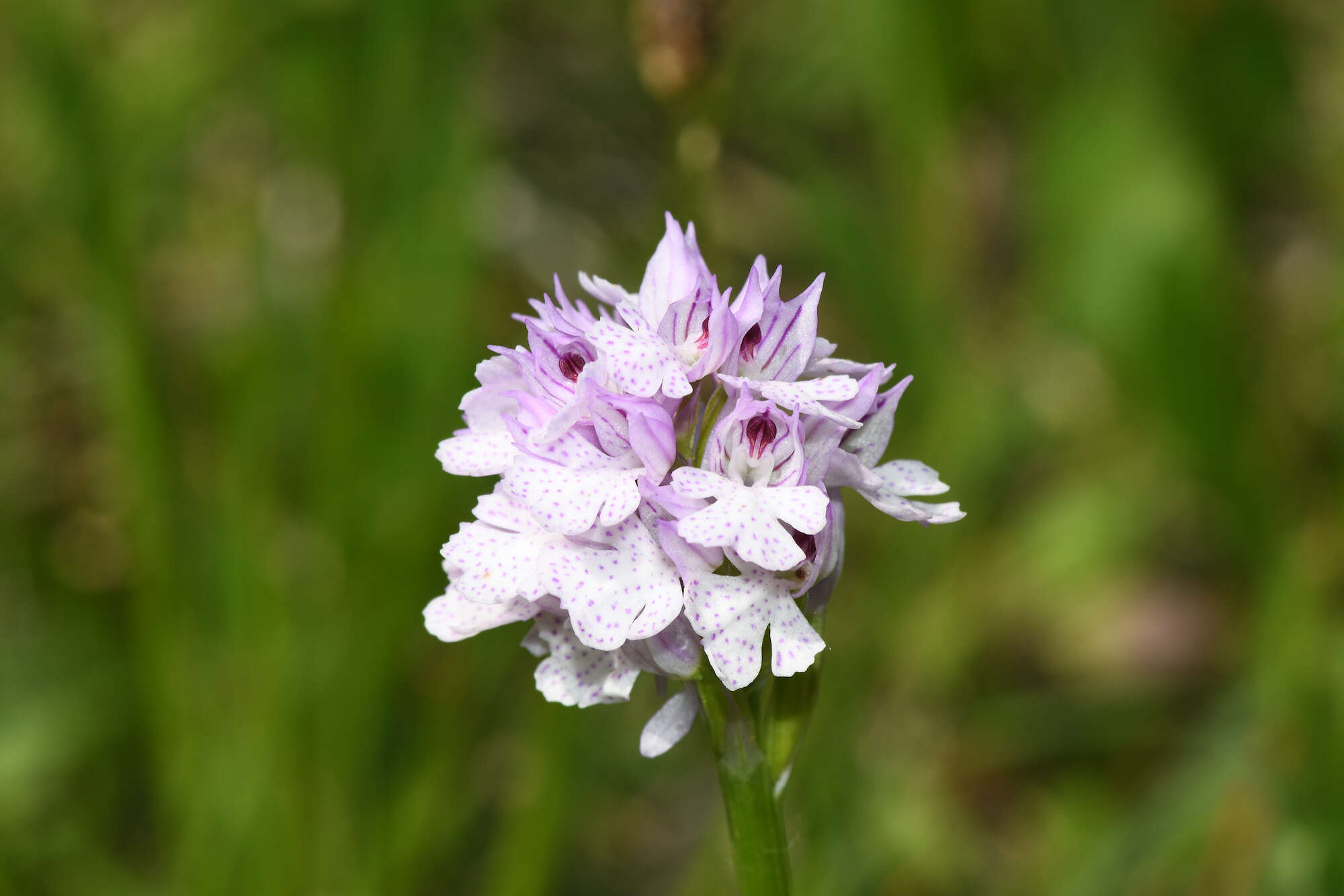 Image of Neotinea tridentata subsp. tridentata