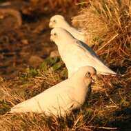 Image of Little Corella