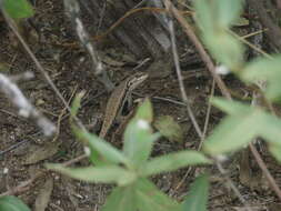 Image of Chaco Tree Iguana