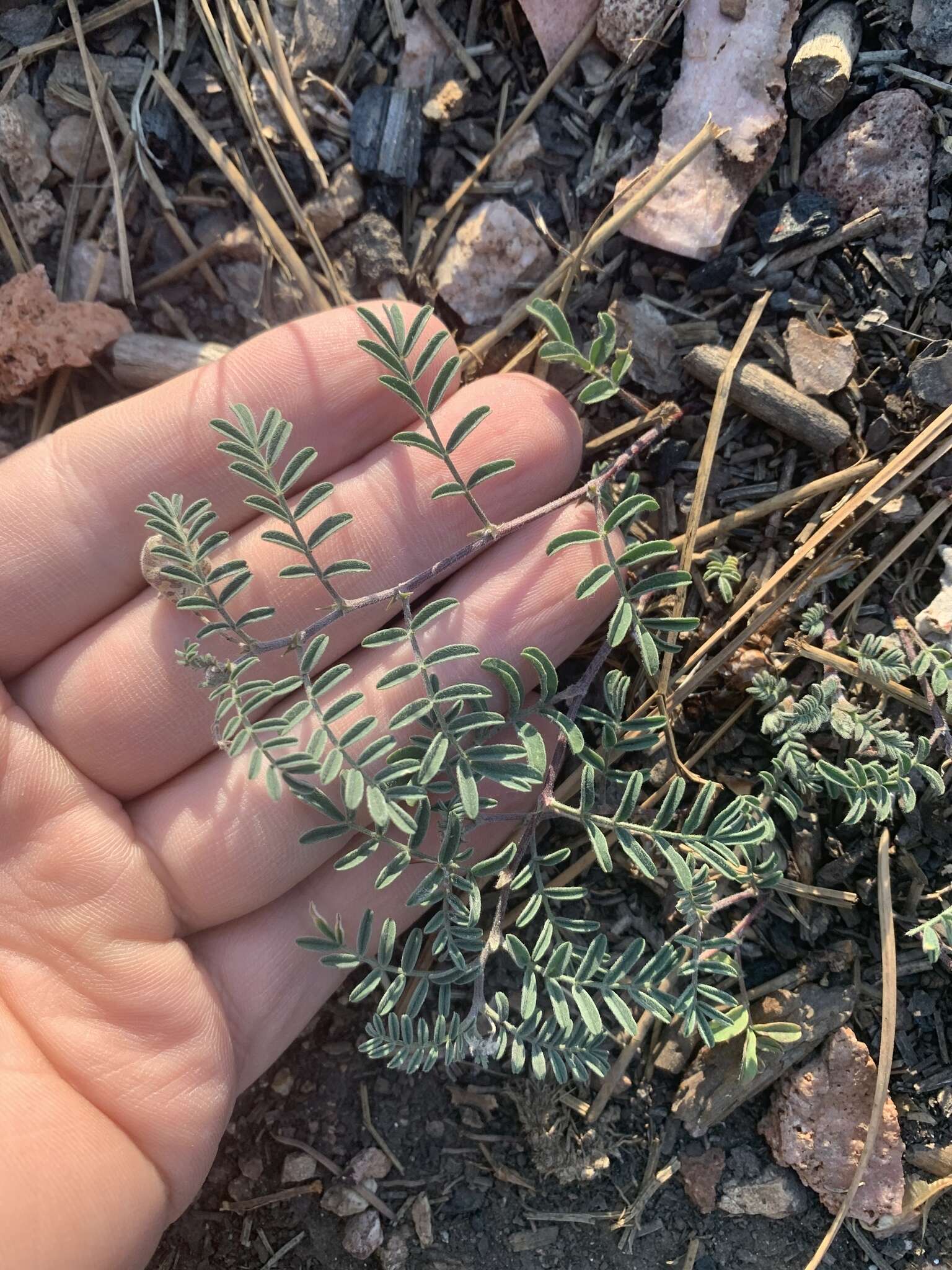 Sivun Astragalus subcinereus A. Gray kuva