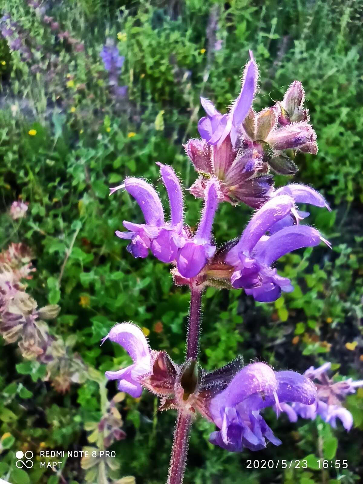 Imagem de Salvia sclareoides Brot.