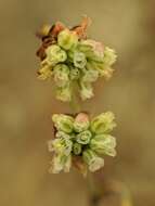 Image of twotooth buckwheat