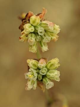 Image of twotooth buckwheat