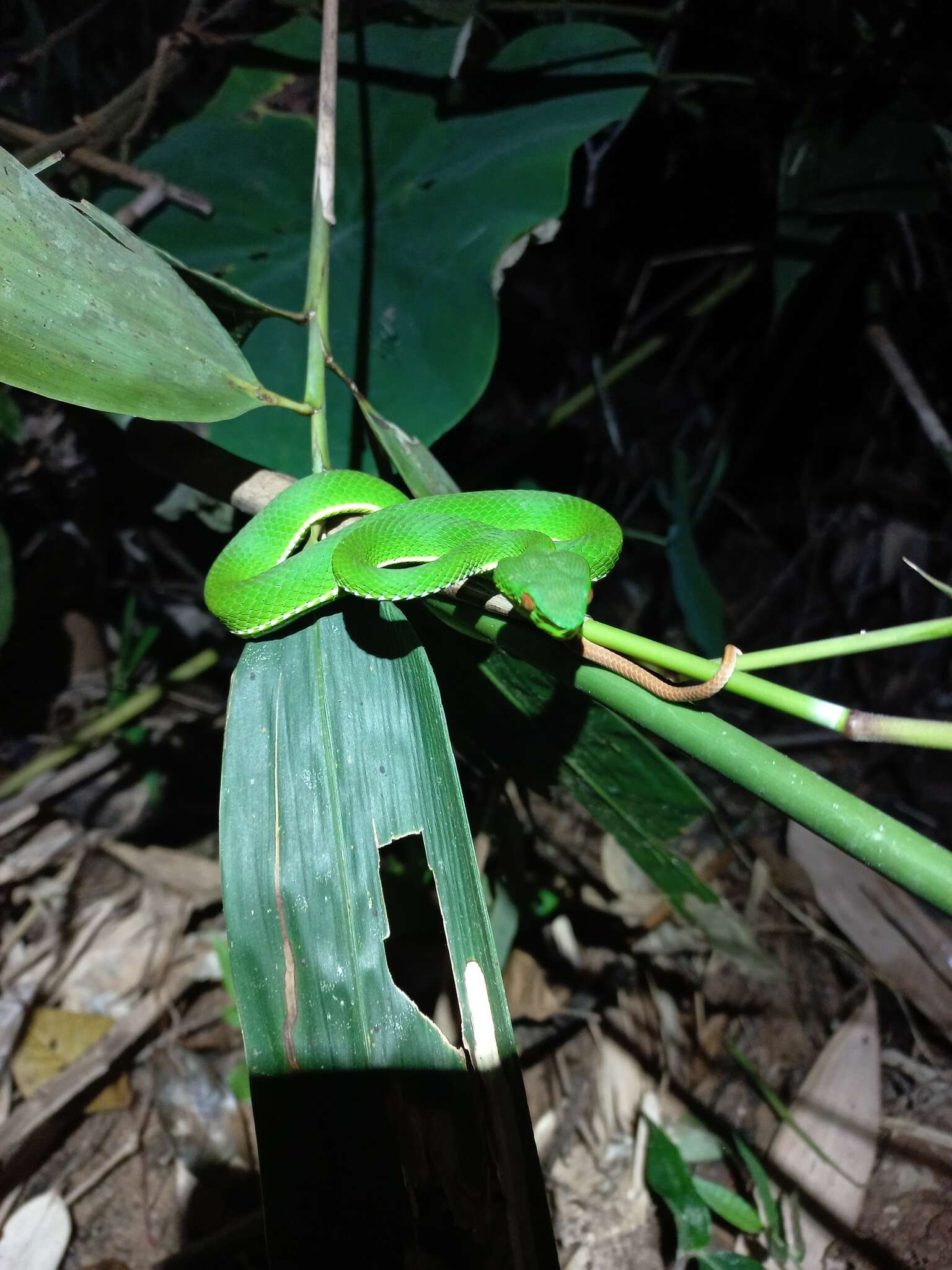 Image of Pope's pit viper