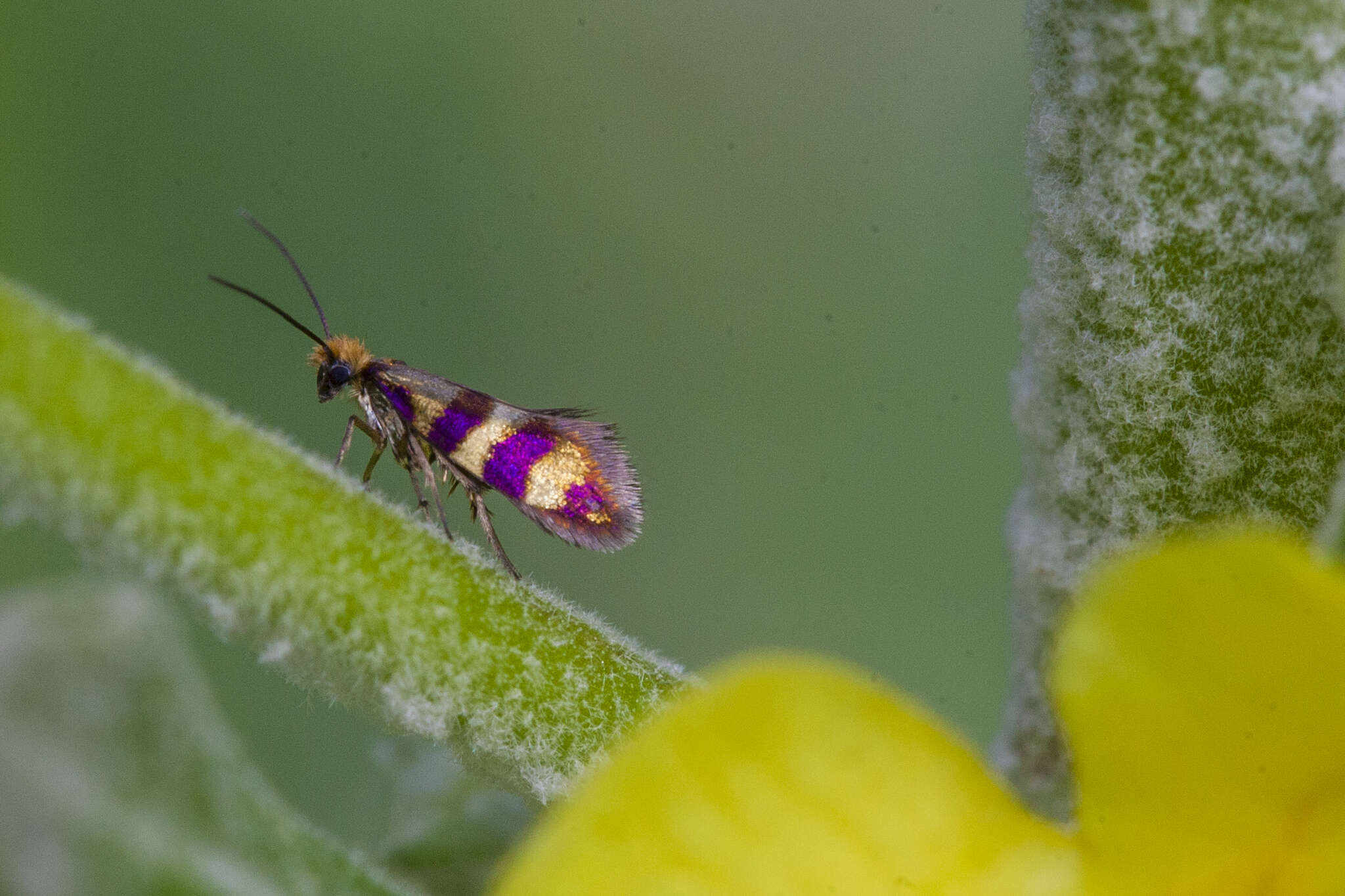 Image of Micropterix aglaella Duponchel 1838