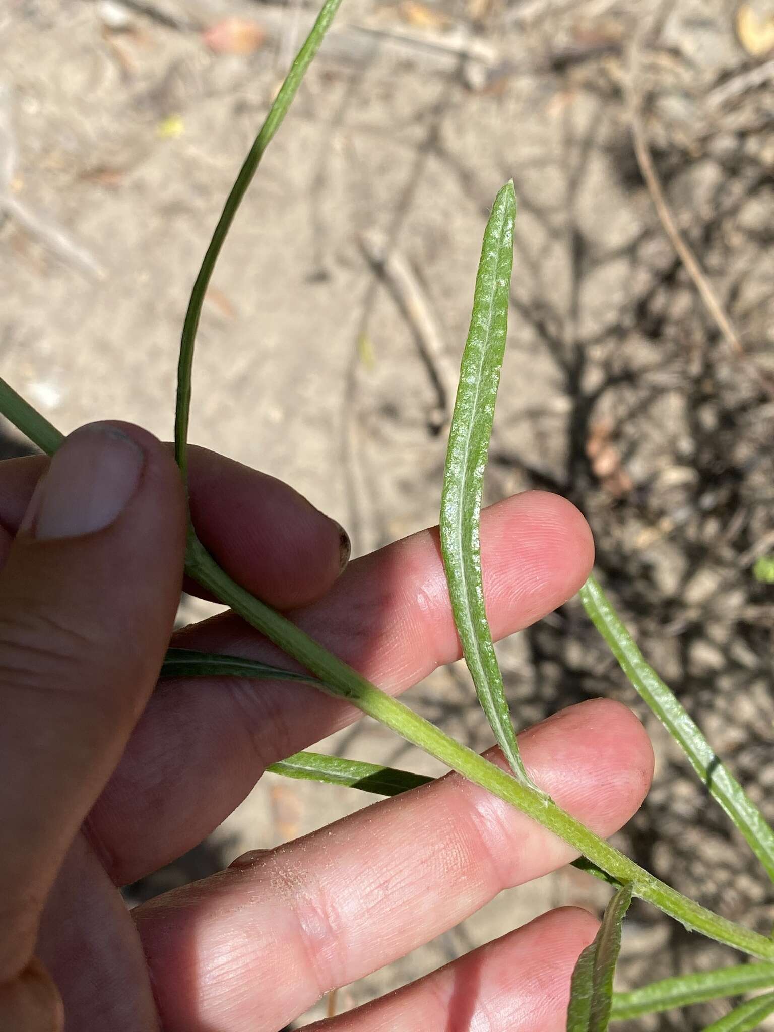 Image of <i>Senecio <i>linearifolius</i></i> var. linearifolius