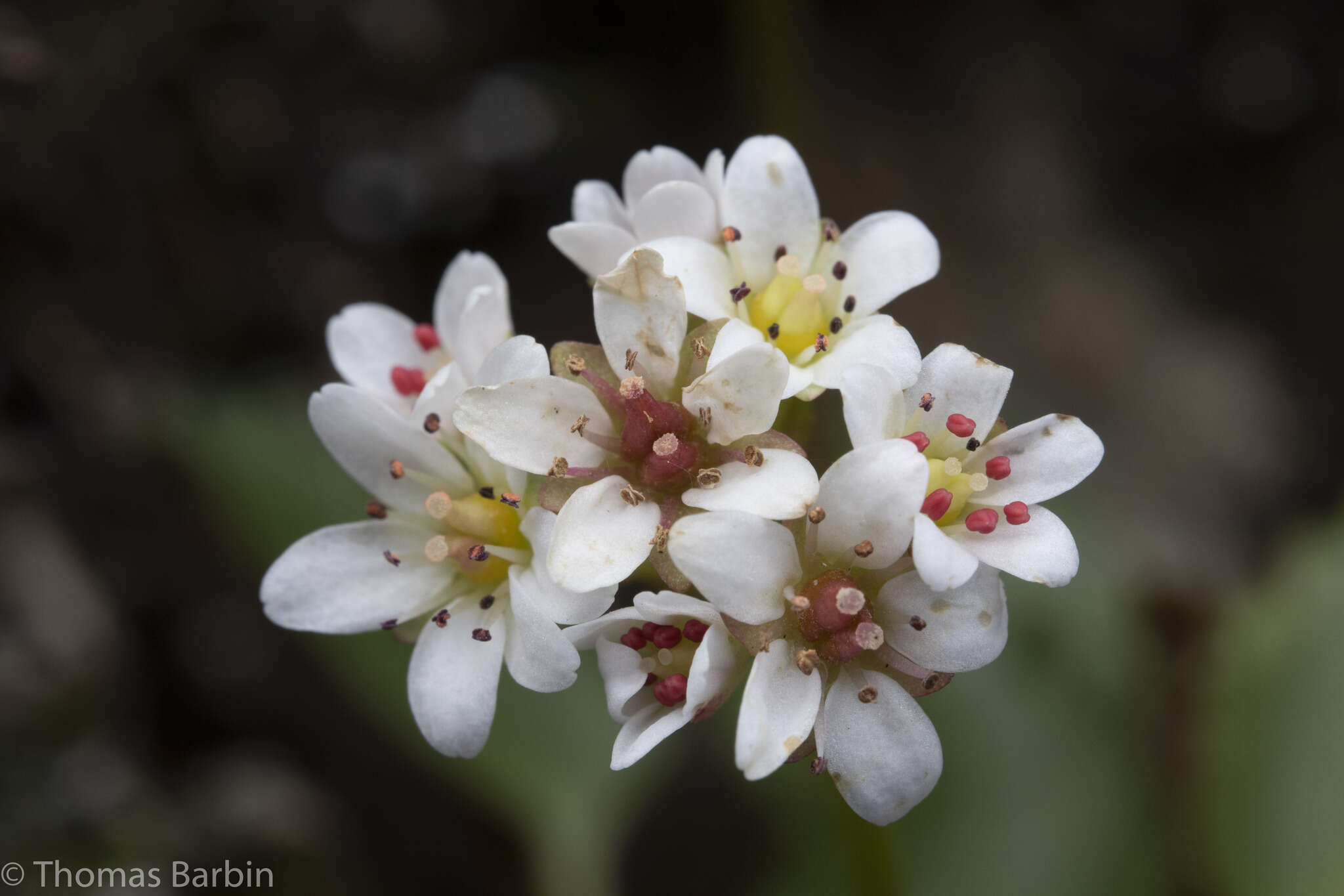 Plancia ëd Micranthes rufidula Small