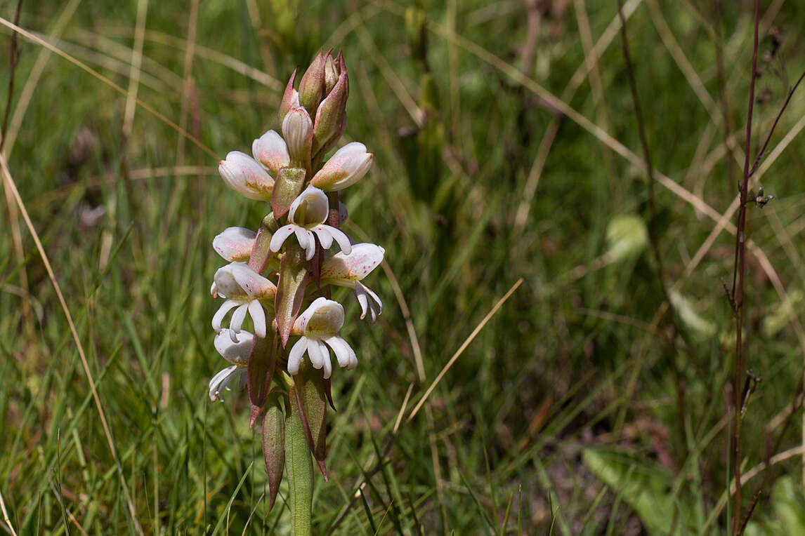 Image de Satyrium sphaerocarpum Lindl.