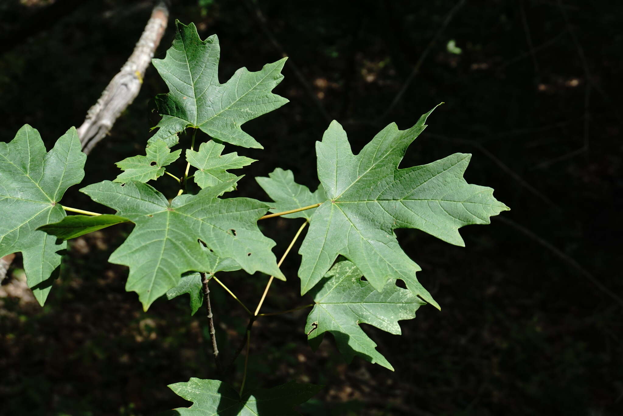 Imagem de Acer hyrcanum subsp. stevenii (Pojark.) E. Murray