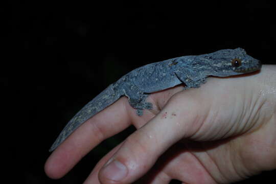 صورة Thecadactylus solimoensis Bergmann & Russell 2007