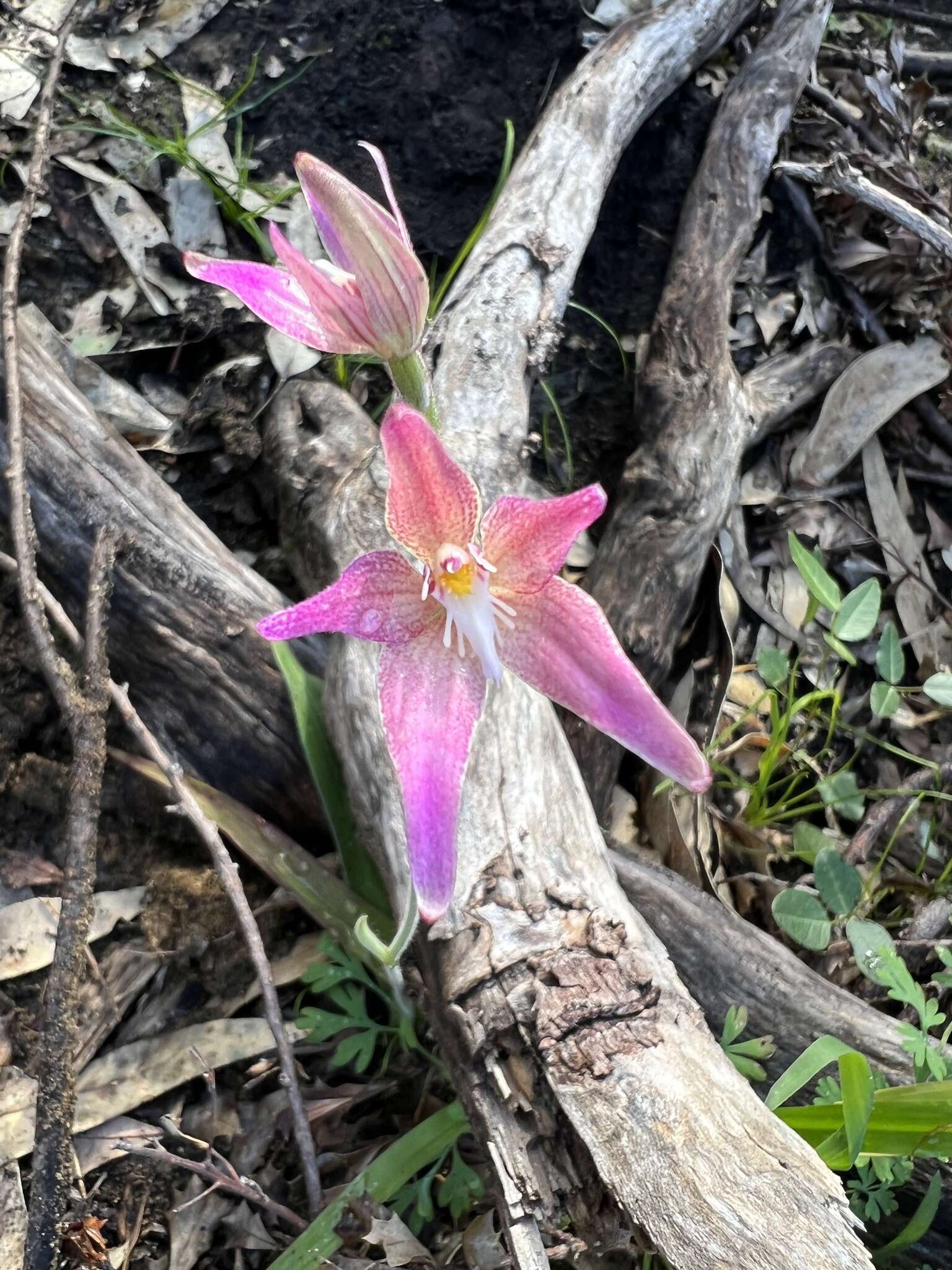 Image of Caladenia spectabilis Hopper & A. P. Br.