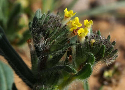 Arnebia decumbens (Vent.) Coss. & Kral.的圖片