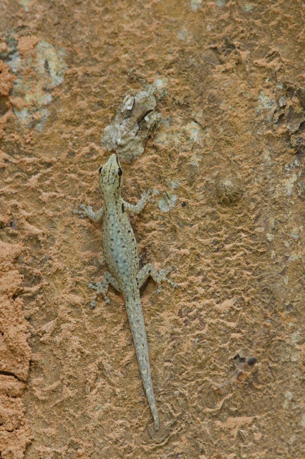 Слика од Lygodactylus conraui Tornier 1902