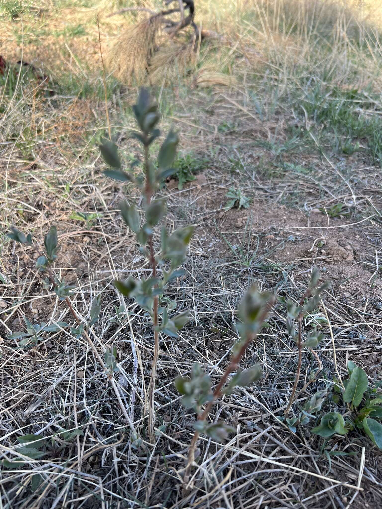 Image of Symphoricarpos Dill. ex Juss.