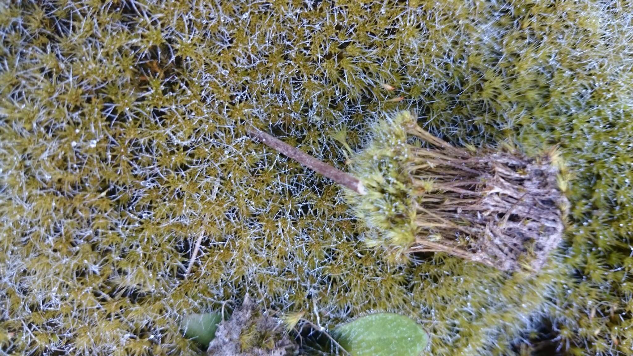 Image of campylopus moss