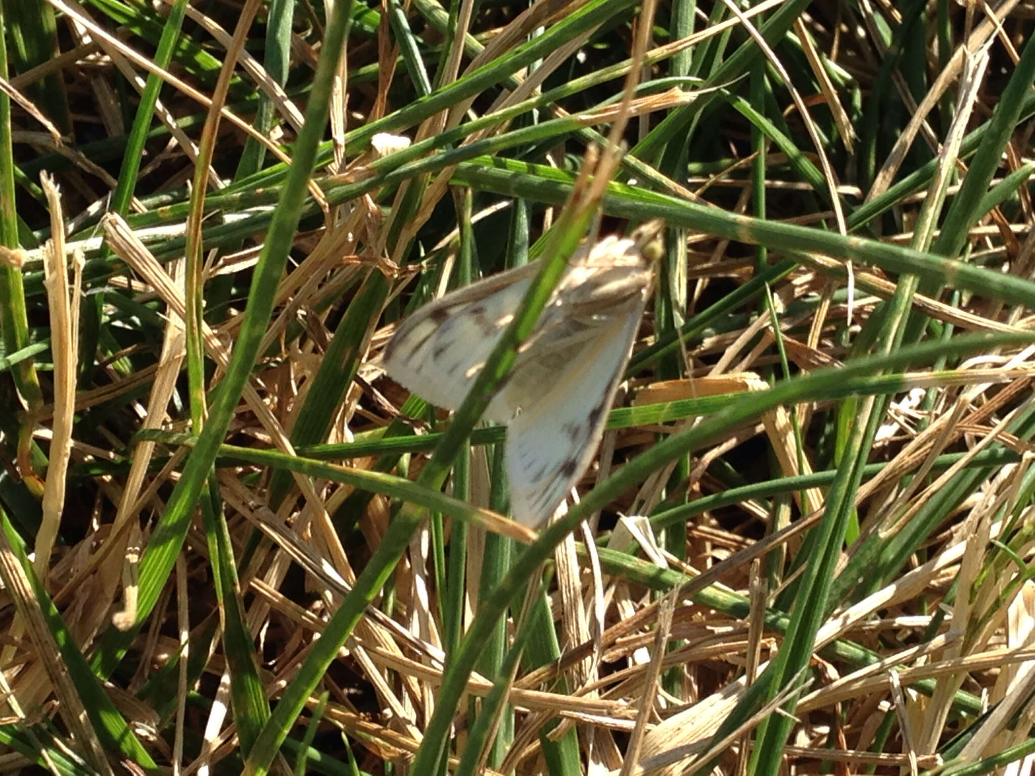 صورة Sitochroa palealis Schiffermüller