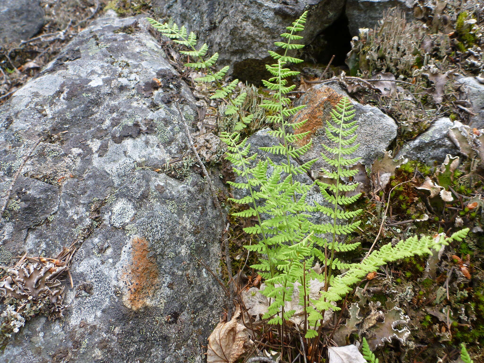 Image of Rocky Mountain woodsia